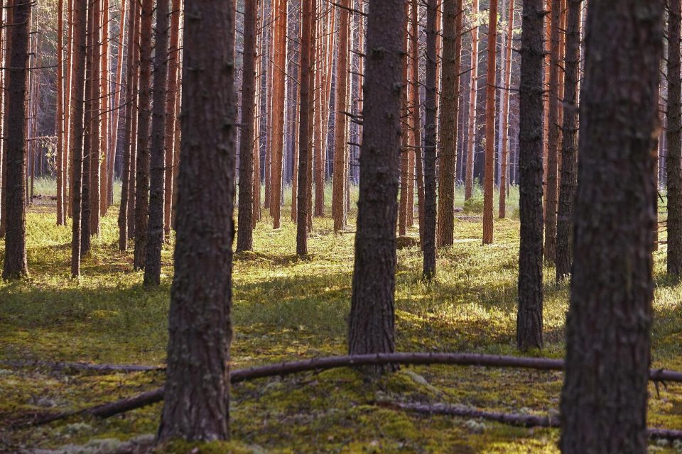 Höga tallstammar i en barrskog med mossa och gräs på marken